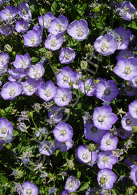 Campanula carpatica 'Samantha'