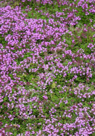 Thymus praecox Coccineus'