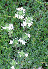 Thymus praecox 'Albus'