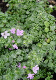 Thymus praecox 'Minus'