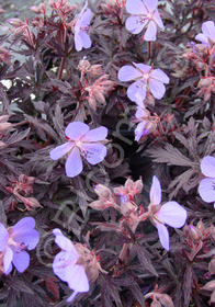 Geranium pratense 'Midnight Reiter'