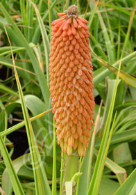 Kniphofia northiae