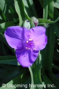 Tradescantia virginiana 'Purple Dome'