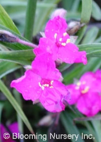 Tradescantia x andersoniana 'Red Cloud'           