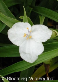 Tradescantia x andersoniana 'Innocence'