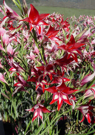 Gladiolus cardinalis