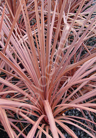 Cordyline australis 'Mahogany'