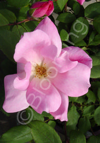 Rosa 'Blushing Knock OutŪ' Rosa 'Blushing Knock OutŪ'