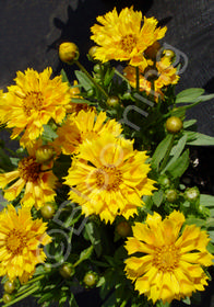 Coreopsis auriculata x grandiflora 'Jethro Tull'