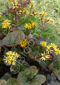 Ligularia dentata 'Britt-Marie Crawford'