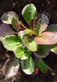 Bergenia 'Bressingham Ruby'