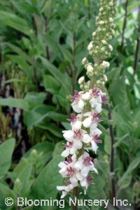 Verbascum chaixii 'Album'                         