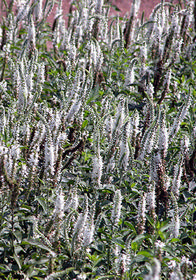 Veronica spicata 'Icicle'                                 