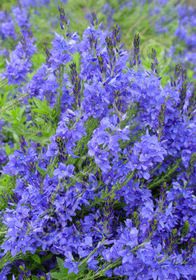 Veronica austriaca 'Crater Lake Blue'