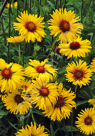 Gaillardia 'Amber Wheels'