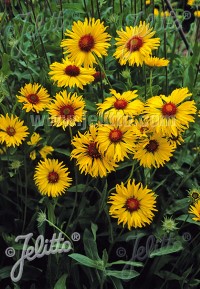 Gaillardia 'Amber Wheels'