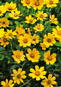 Coreopsis auriculata 'Elfin Gold'