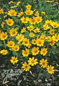 Coreopsis auriculata nana 'Elfin Gold'