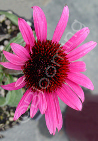 Echinacea Big Sky  'After Midnight' ('Emily Saul')