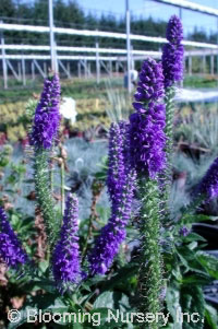 Veronica longifolia ssp subsilis 'Sunny Border Blue'