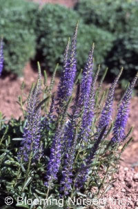 Veronica allionii