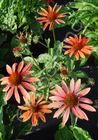 Echinacea 'Summer Sky' (Katie Saul)