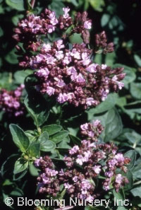 Origanum Rosenkuppel' (Rose Dome)
