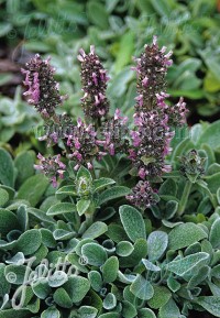 Stachys byzantina 'Silky Fleece'