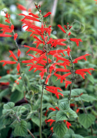 Salvia elegans 'Scarlet Tangerine'