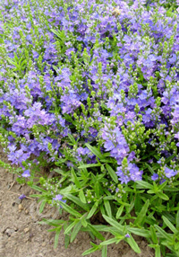 Veronica rupestris 'Heavenly Blue'             