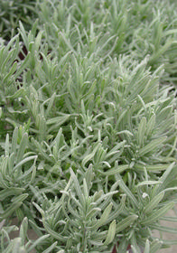 Lavandula angustifolia 'Melissa'