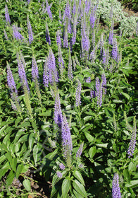 Veronica spicata 'Blue Charm'                             