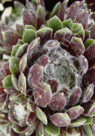 Sempervivum arachnoideum subsp. Tomentosum 'Stansfieldii'