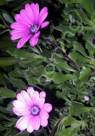 Osteospermum 'Wildside'