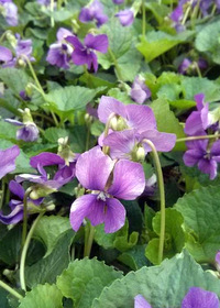 Viola obliqua 'Red Giant'                         