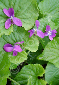 Viola odorata 'Royal Robe'