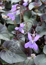 Viola labradorica 