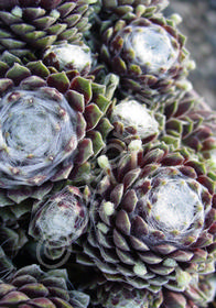 Sempervivum arachnoideum ssp. tomentosum