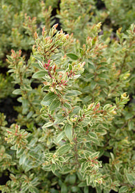 Myrtus communis var. 'Romana Variegata'