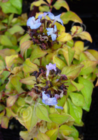 Ceratostigma willmottianum 'My Love'