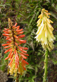 Kniphofia uvaria 'Border Ballet'