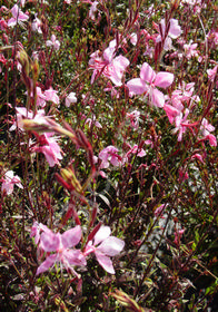 Gaura 'Pink Fountains'