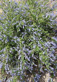 Ceanothus 'Italian Skies'