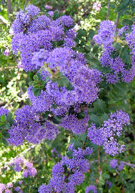 Ceanothus gloriosus 'Heart's Desire'