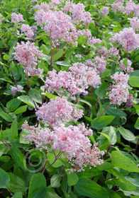 Ceanothus x pallidus 'Marie Simon'