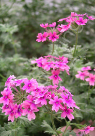 Verbena 'St. Paul' ('Sissinghurst')