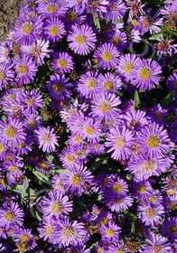 Aster novi-belgii 'Tiny Tot'