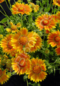 Gaillardia x grandiflora 'Oranges and Lemons'