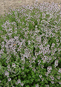 Thymus vulgaris 'Dot Wells'