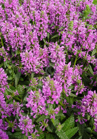 Stachys monieri